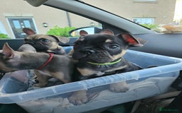 French Bulldog dogs for sale: Frenchie puppies - Image 18