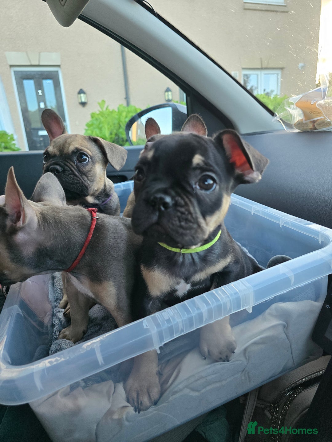 French Bulldog dogs for sale: Frenchie puppies - Image 18