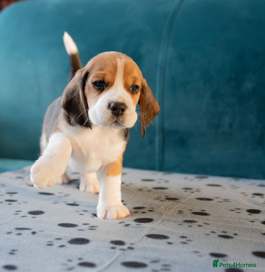 Beagle dogs for sale: Adorable Beagle Puppies for Sale - Advert 2