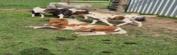 Shetland pony horses for sale: Miniature Shetlands looking for new homes - Advert 9