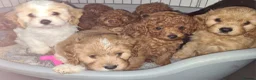 Cavapoo dogs for sale: Tiny toy red cavapoo litter due  - Advert 9