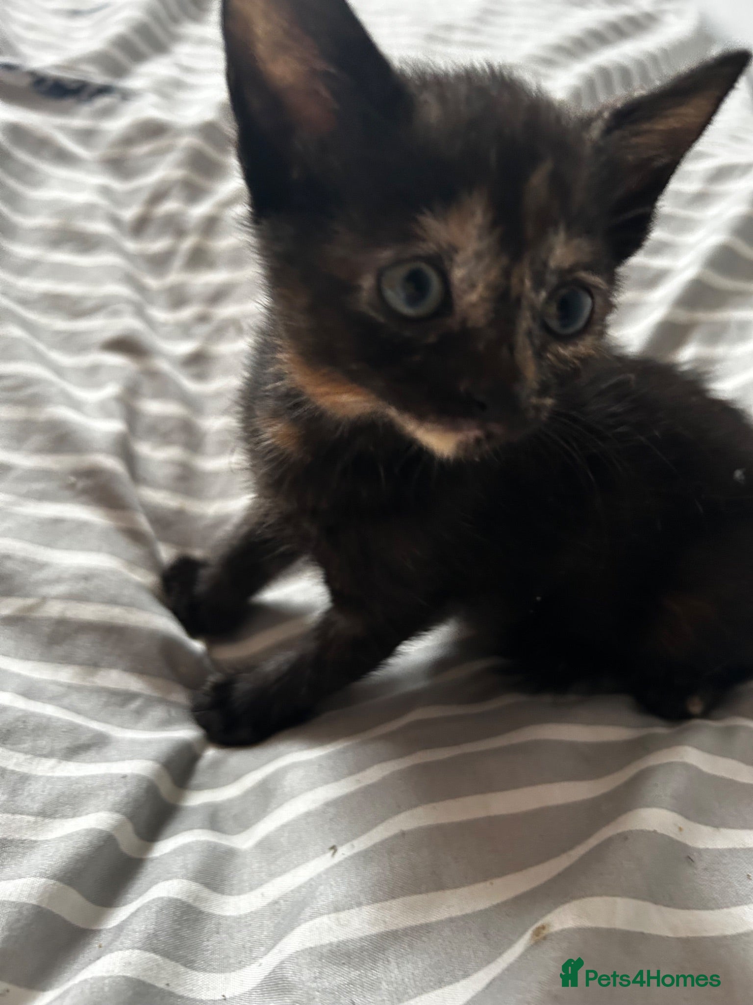 Domestic Shorthair cats Black and ginger female kitten  - Advert 5