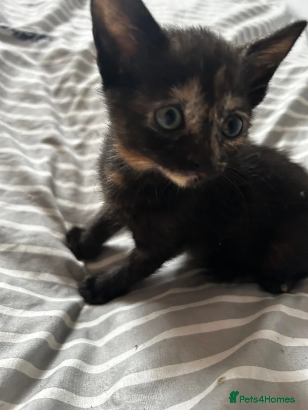 Domestic Shorthair cats for sale: Black and ginger female kitten  - Advert 2