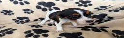 Mixed Breed dogs for sale: Beautiful Jackaliers - Advert 6