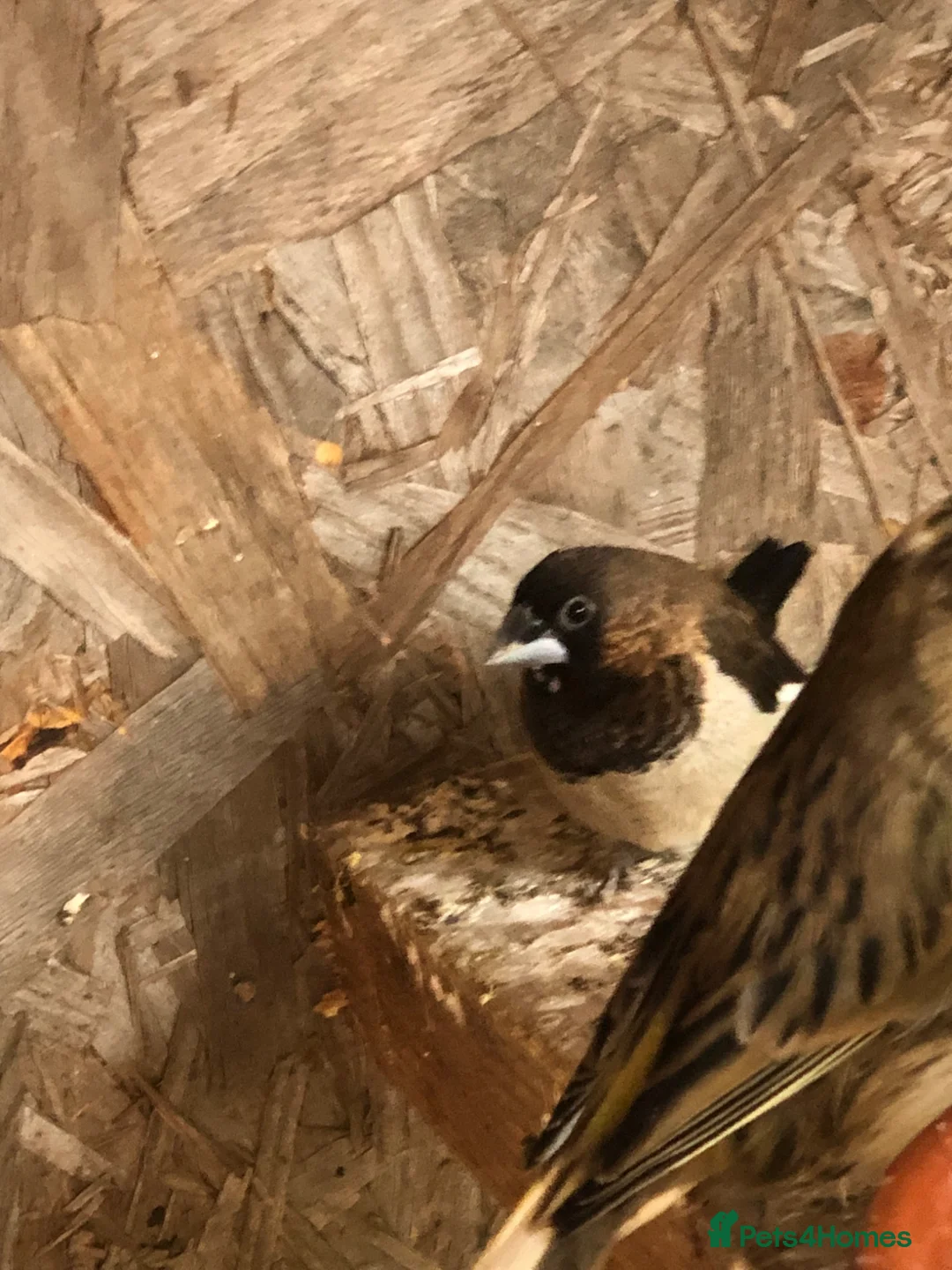 Finches birds for sale: Two pairs bengalese  in Wokingham - Advert 2