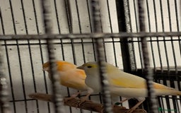 Canaries birds for sale: Canaries  in Wolverhampton - Image 3