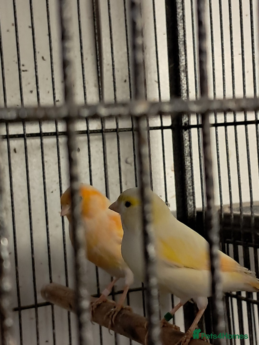 Canaries birds for sale: Canaries  in Wolverhampton - Image 3