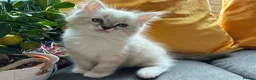 Ragdoll cats for sale: Luxury Blue Point Mitted Ragdoll Kittens - Advert 24