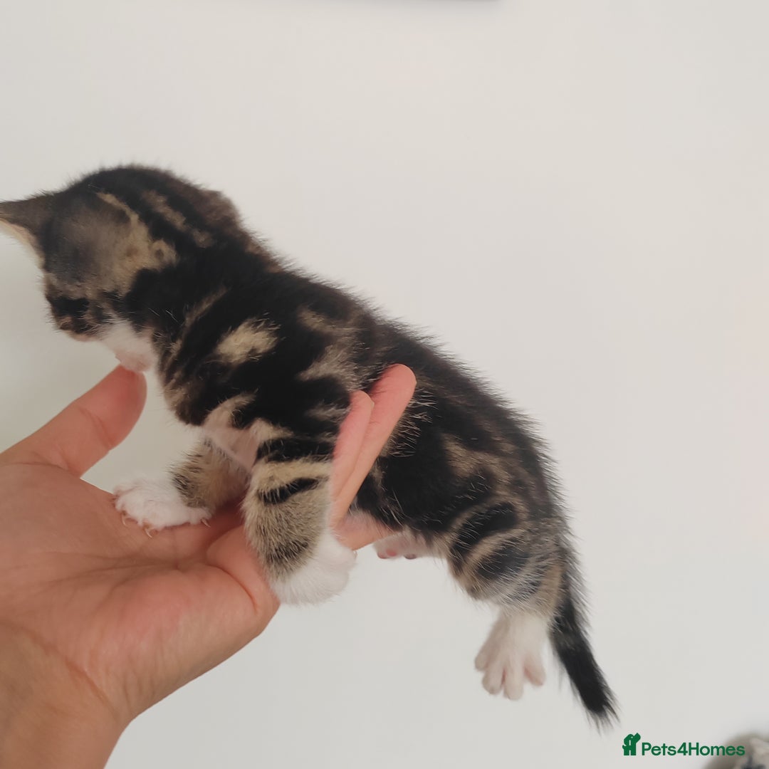 Mixed Breed cats for sale: Lovely kittens  - Image 5