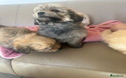 Pomapoo dogs for sale: Beautiful, Pomapoo puppies - Image 17