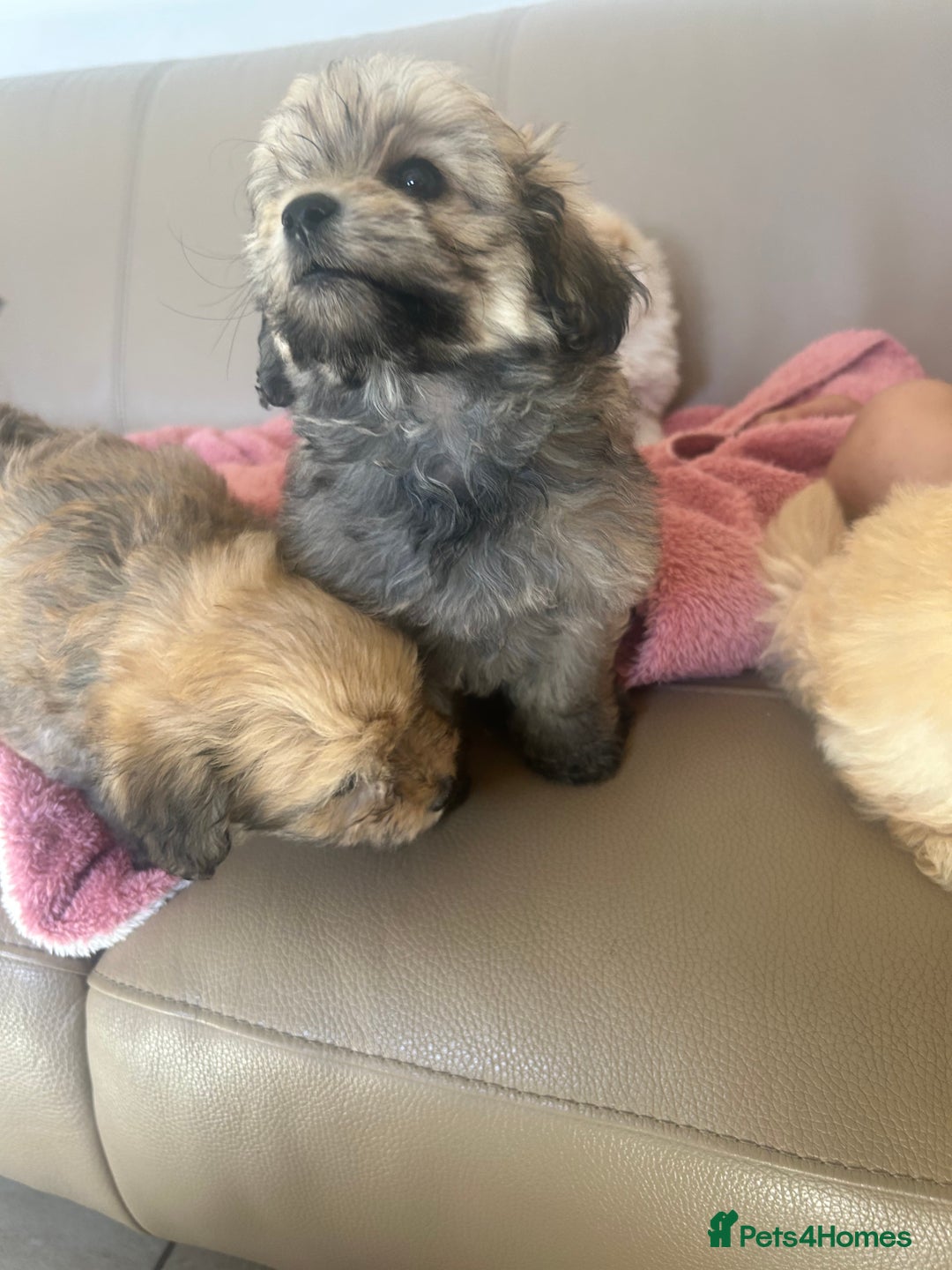 Pomapoo dogs for sale: Beautiful, Pomapoo puppies - Image 17