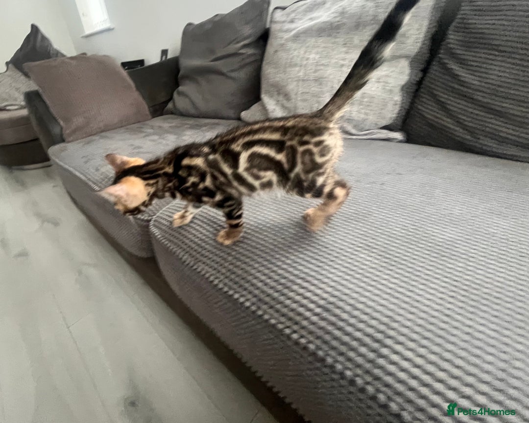 Bengal cats for sale: Stunning full pedigree bengal kittens *READY*  - Image 18