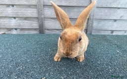 Rex rabbits for sale: Last mini Rex Rabbit available & ready now!!! in Wotton-under-Edge - Image 4