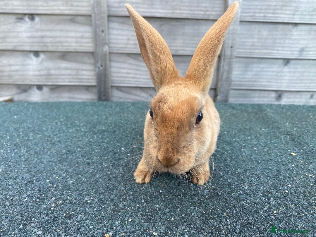 Rex rabbits for sale: Last mini Rex Rabbit available & ready now!!! in Wotton-under-Edge - Image 4