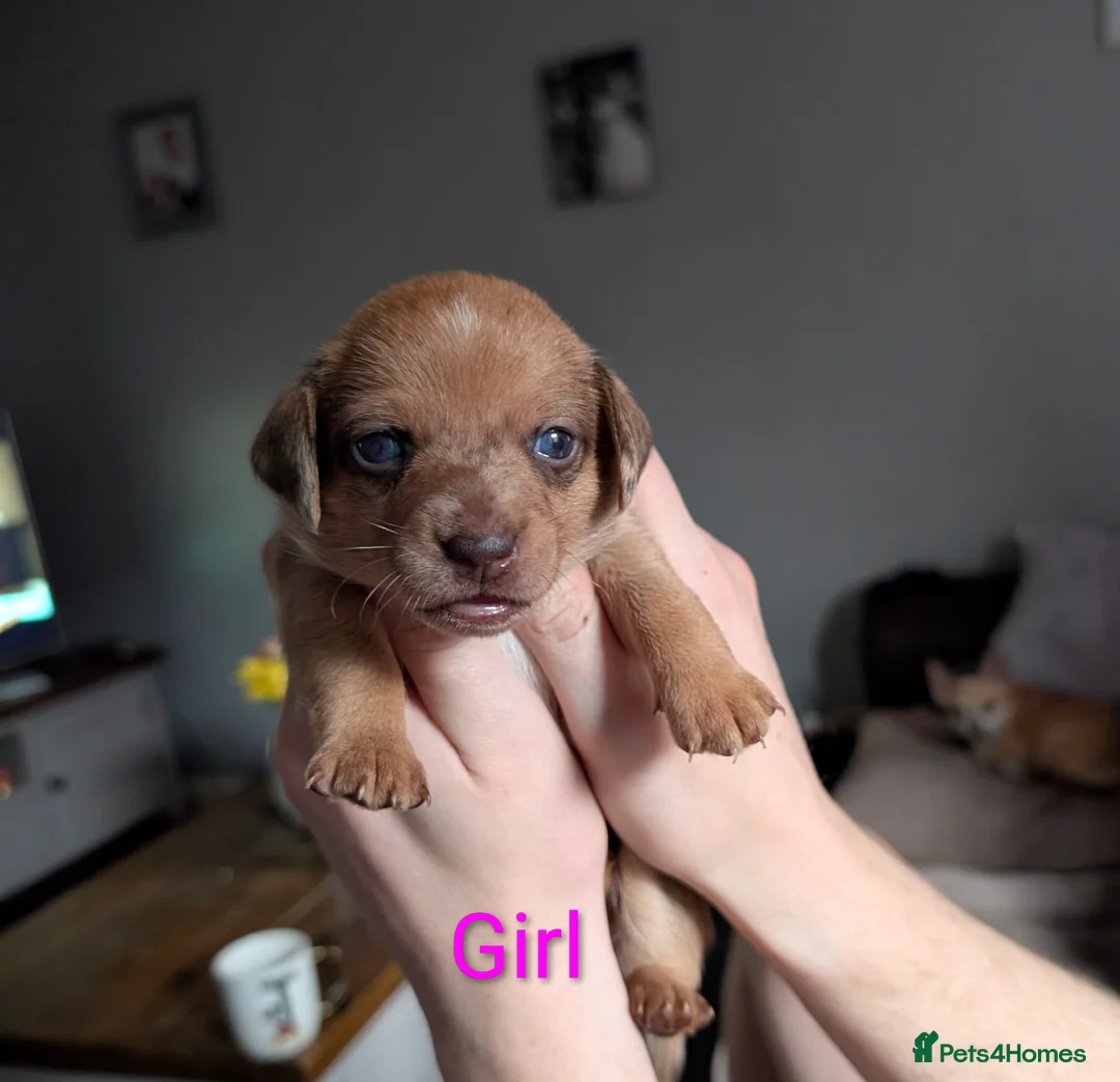 Chiweenie dogs for sale: 4 gorgeous chiweenie puppies ready in 5 weeks  - Advert 10