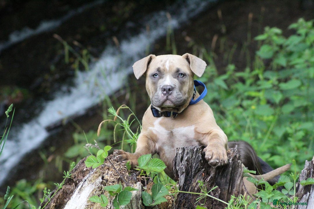 American Bully dogs for sale: Pocket bully pup - Image 8