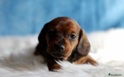 Miniature Dachshund dogs for sale: One Boy Ready now KC Reg, Champion Sired  - Image 9