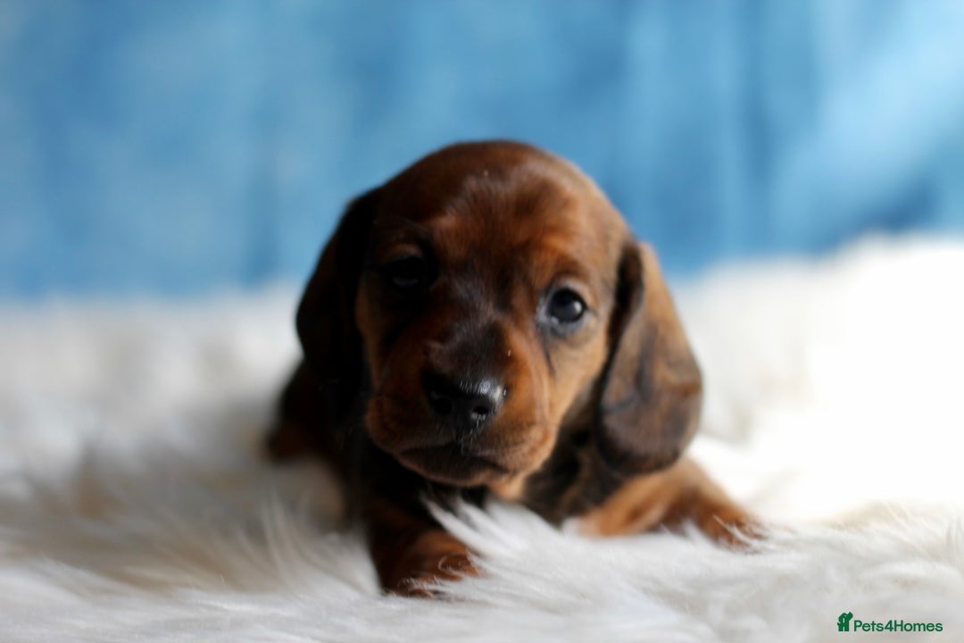 Miniature Dachshund dogs for sale: One Boy Ready now KC Reg, Champion Sired  - Image 9