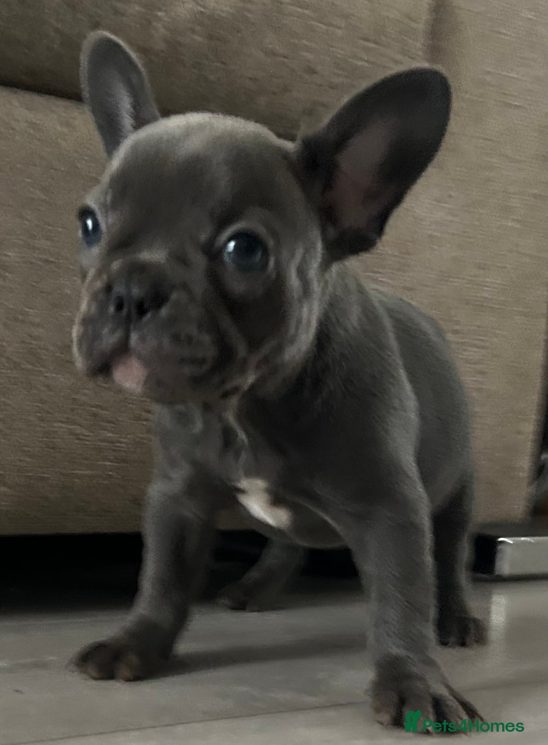 French Bulldog dogs for sale: French Bulldog Blue Girl 12 weeks old ! Last one - Advert 18