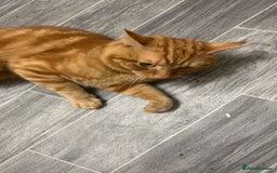Domestic Shorthair cats for sale: Friendly Ginger Tabby Cat Looking for a Loving Hom - Image 6