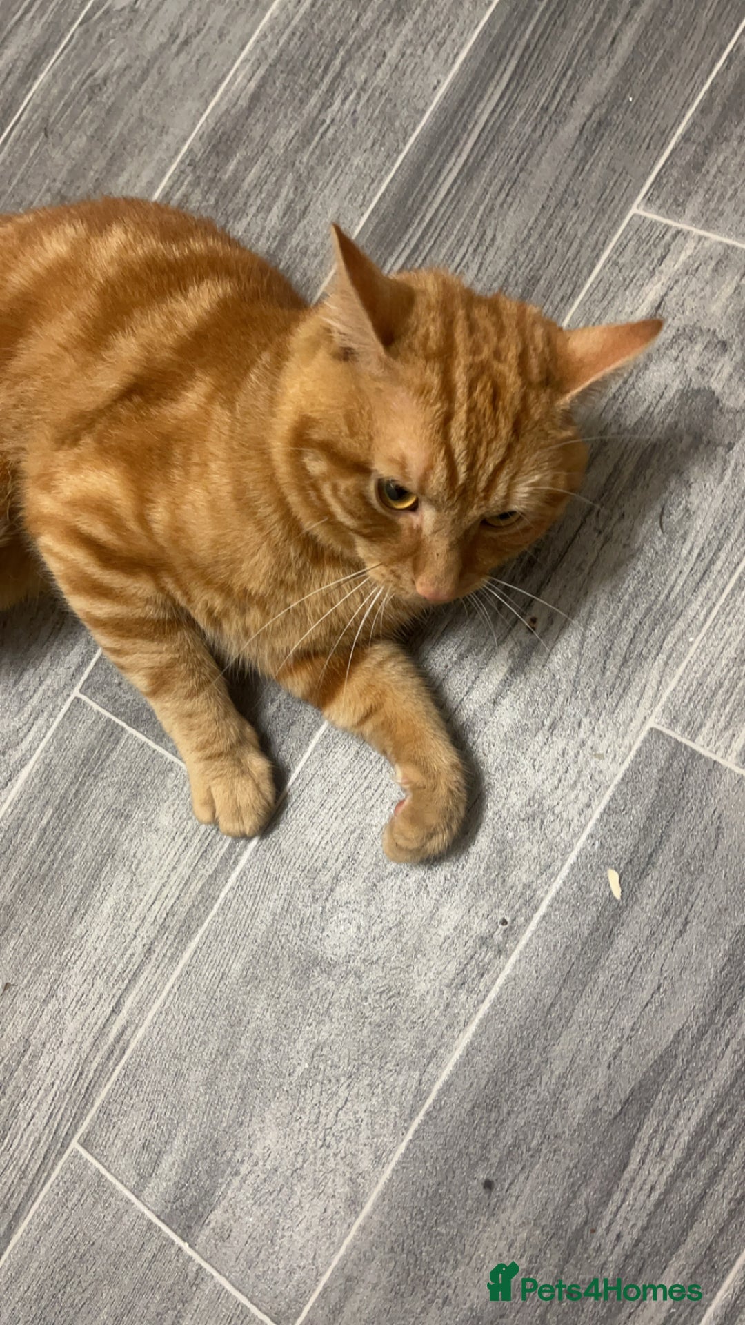 Domestic Shorthair cats for sale: Friendly Ginger Tabby Cat Looking for a Loving Hom - Image 6