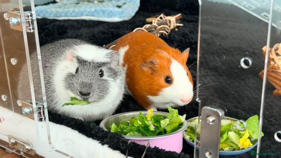 Guinea Pig rodents Bonded Male Guinea Pig Duo-Full Setup Included - Advert 1