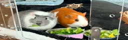 Guinea Pig rodents for sale: Bonded Male Guinea Pig Duo-Full Setup Included in London - Advert 1