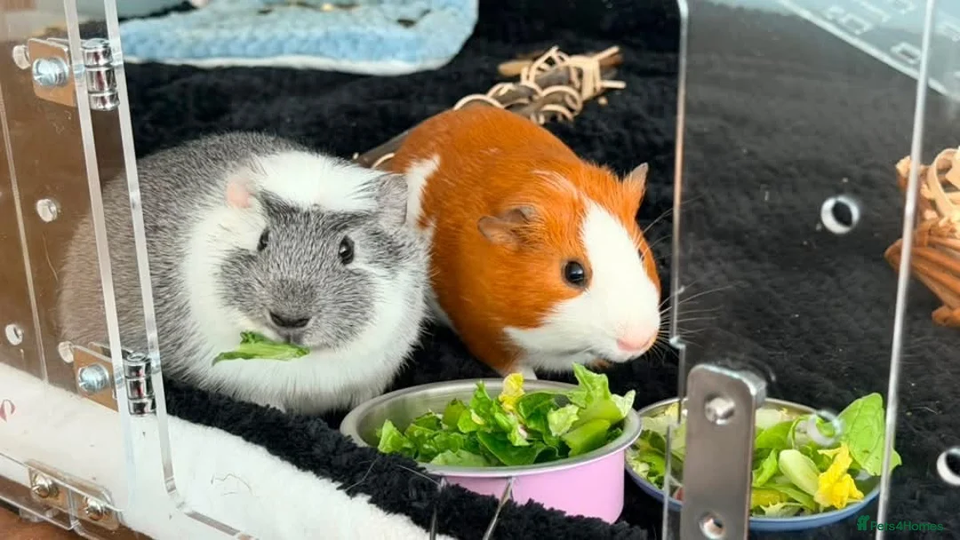 Guinea Pig rodents for sale: Bonded Male Guinea Pig Duo-Full Setup Included in London - Advert 1