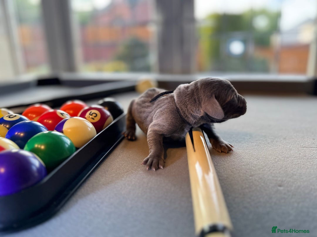 Weimaraner dogs for sale: 🐾Adorable KC Registered Weimaraner Puppies🐾 - Image 23