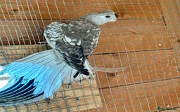 Cockatiels birds for sale: Baby Cockatiels for sale  - Image 3