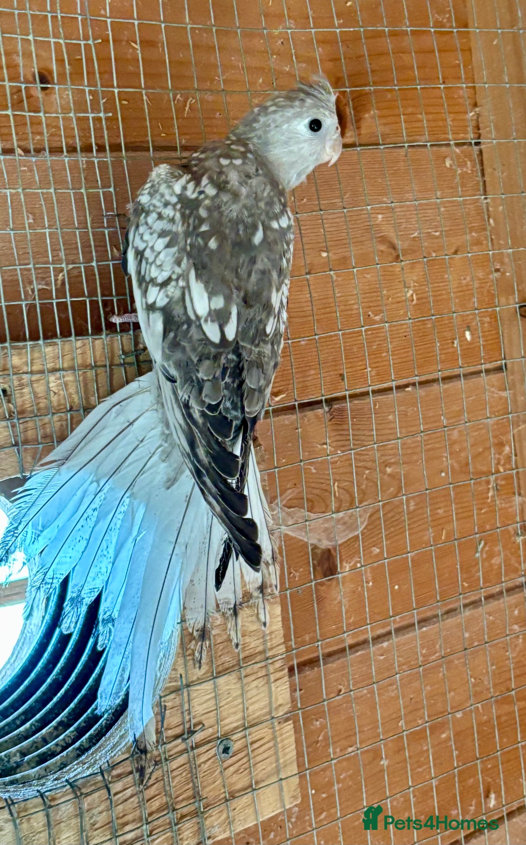 Cockatiels birds for sale: Baby Cockatiels for sale  - Image 3