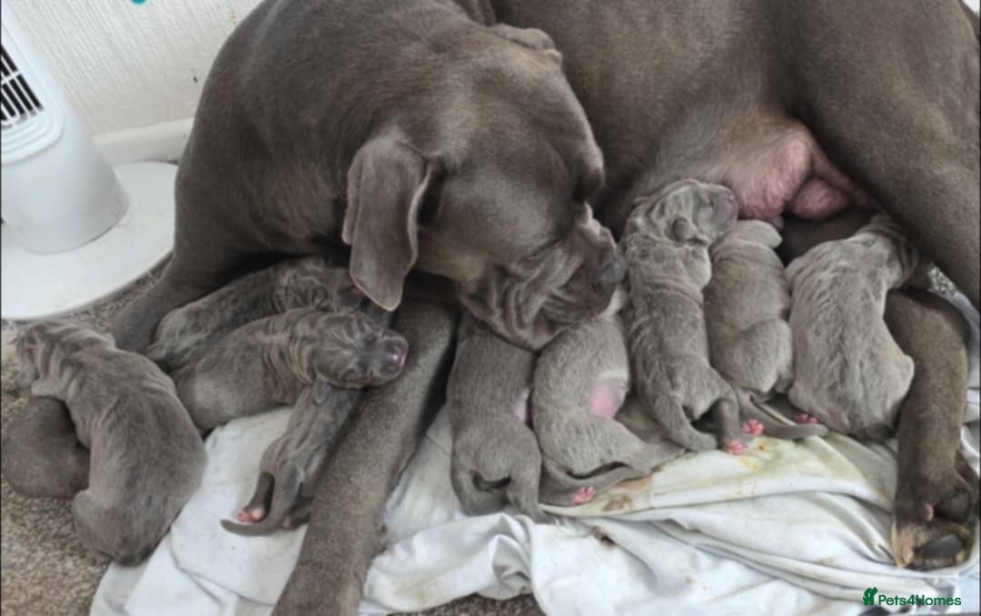 Cane Corso dogs for stud: Cane corso for stud  in Warrington - Image 9