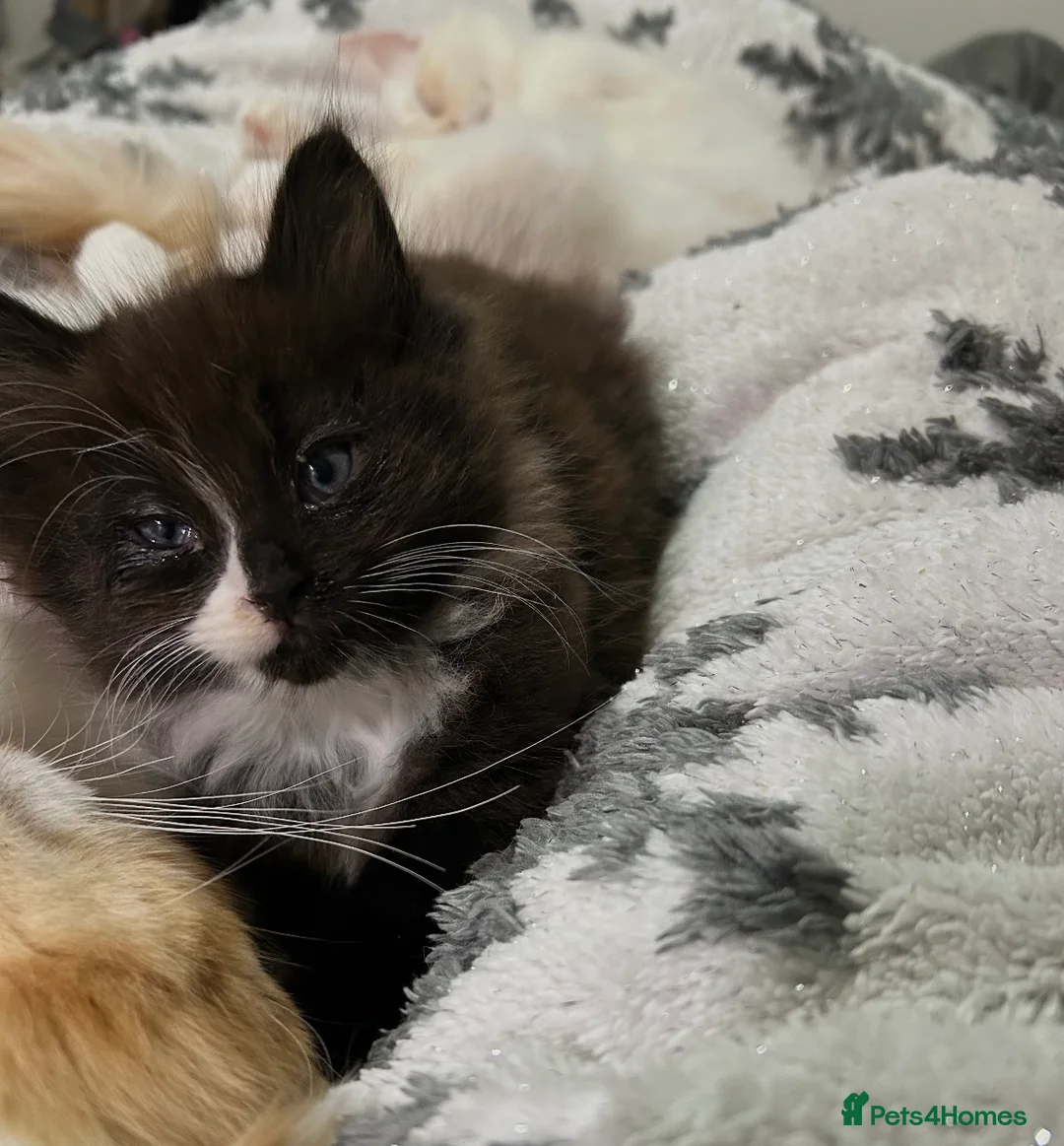 Mixed Breed cats for sale: 4 half ragdoll kittens  - Advert 7