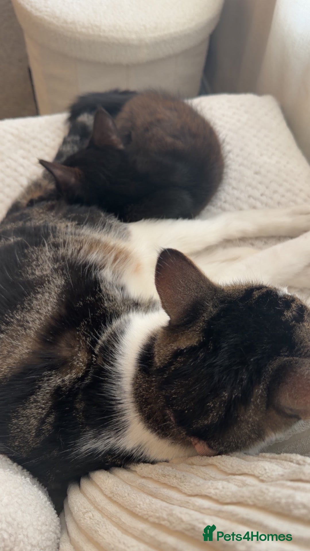 Mixed Breed cats One male boy left  - Advert 3