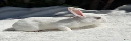 Rex rabbits for sale: ONE LEFT stunning blue eyed white mini rex baby in Whitchurch - Advert 14