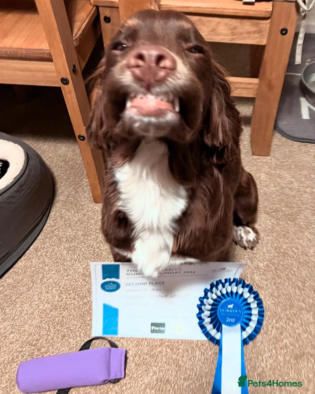 Sprocker dogs for stud: Health tested sprocker for stud in Shrewsbury - Advert 27