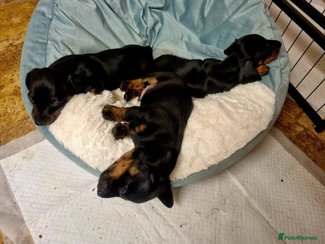 Miniature Dachshund dogs for sale: Stunning Miniature Dachshund Puppies - Advert 26