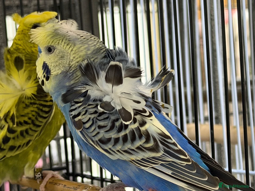 Budgerigars birds for sale: Breeding pairs helicopter budgies available  - Advert 2