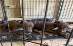 Whippet dogs for sale: 2 whippet puppies remaining ready for new homes - Image 28