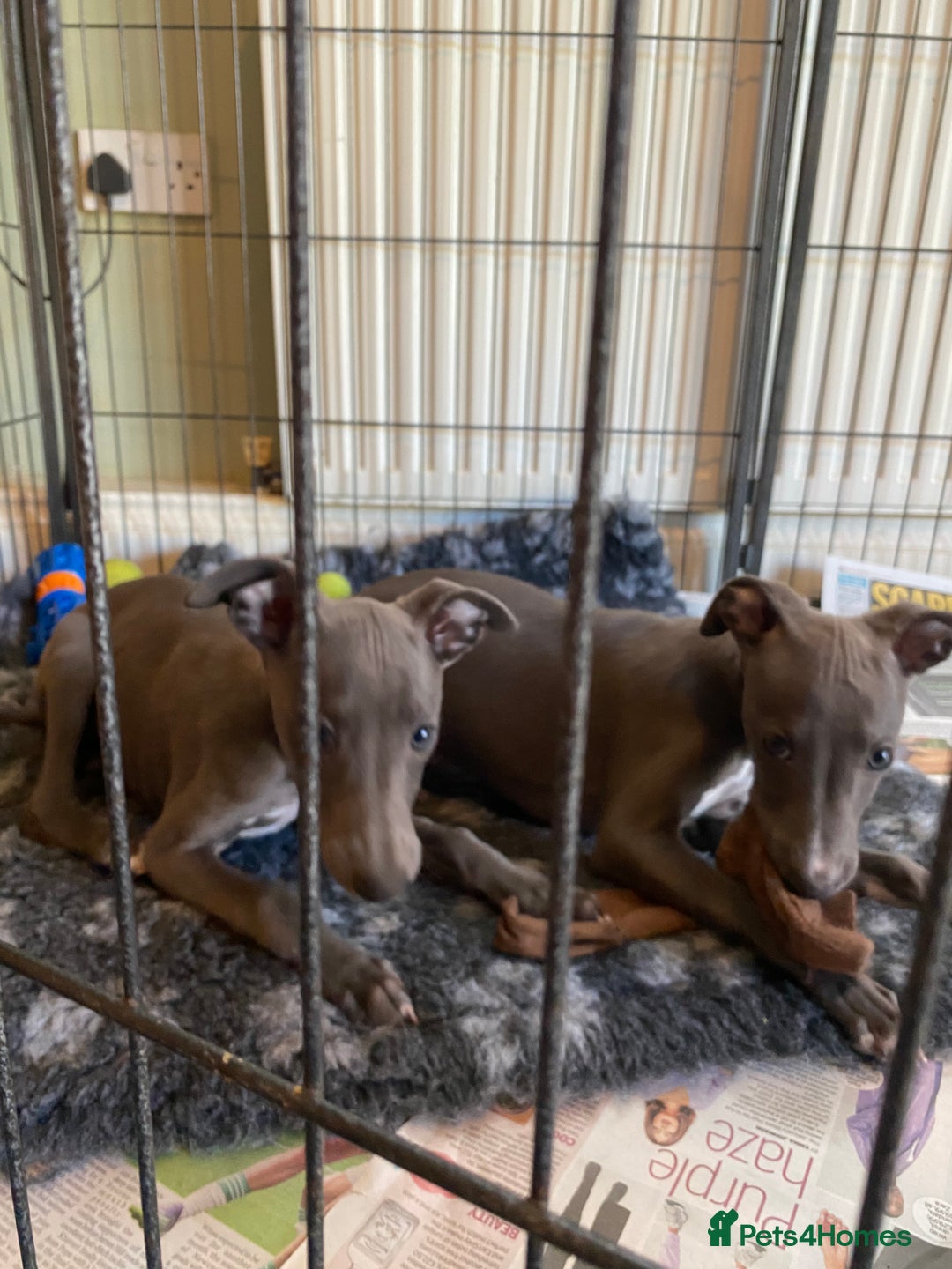 Whippet dogs for sale: 2 whippet puppies remaining ready for new homes - Image 28
