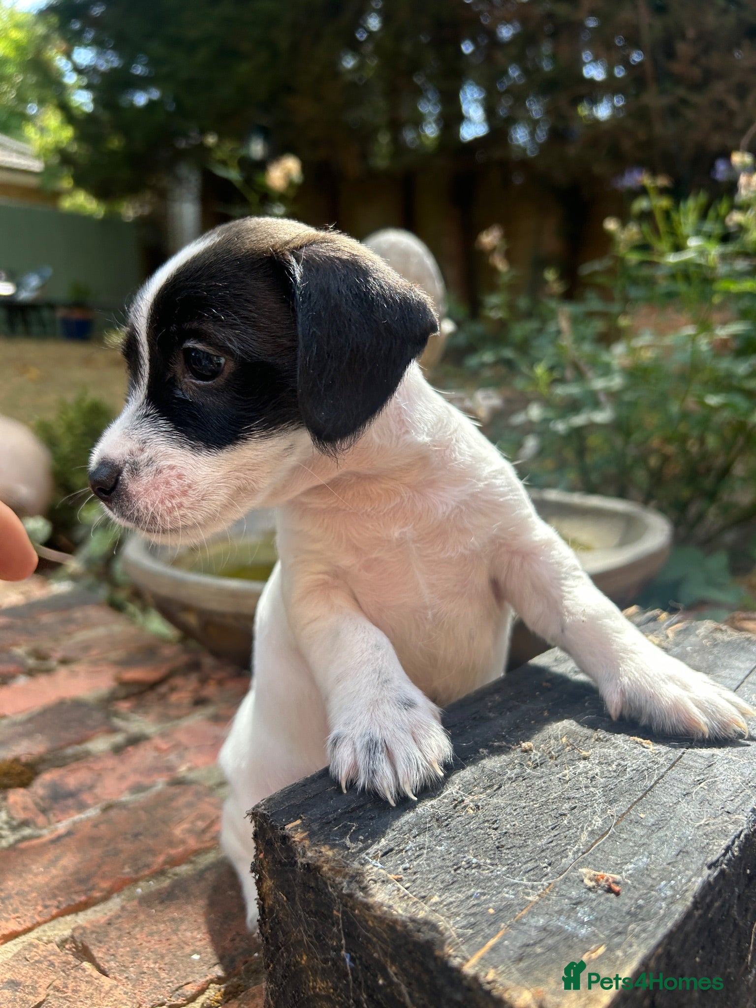 Jack Russell dogs Jack Russell Puppies  - Advert 4