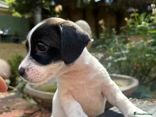 Jack Russell dogs Jack Russell Puppies - Advert 4