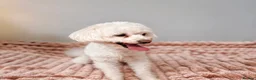 Maltese dogs for sale: Maltese - Advert 6
