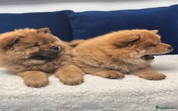 Chow Chow dogs for sale: Beautiful pure bred chow chow puppies for sale  - Image 11