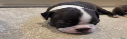 Boston Terrier dogs for sale: Health-Tested KC Registered Boston Terrier Puppies in Salford - Advert 23