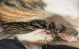 British Shorthair cats for sale: Calico kitten female  - Image 5