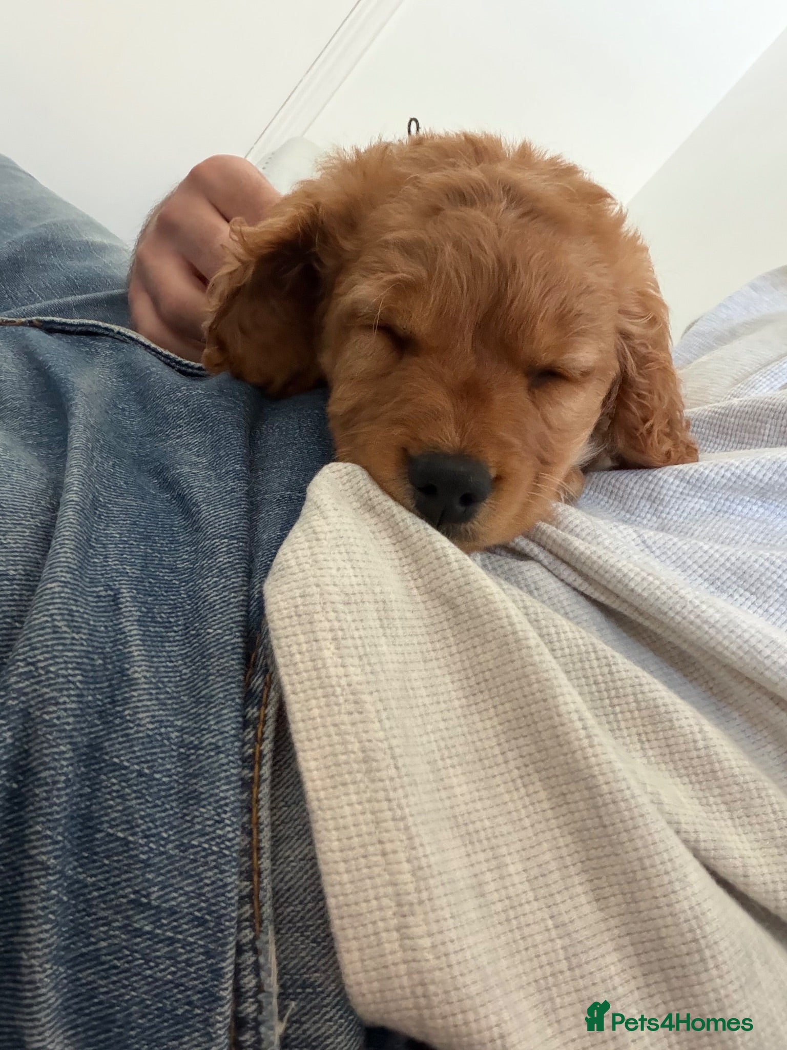 Cockapoo dogs ✨NOW READY 3 LEFT Golden Cockapoo Puppies✨ - Advert 2