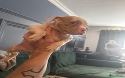 American Bully dogs for sale: Price Drop American pocket x American bully pups  in Bathgate - Image 2