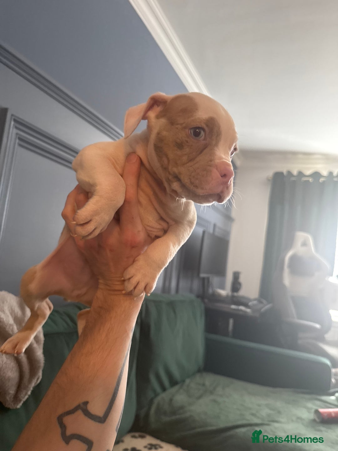 American Bully dogs for sale: Price Drop American pocket x American bully pups  in Bathgate - Image 2