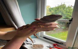 Bearded Dragon reptiles for sale: Bearded dragon - 7 years old  - Image 3